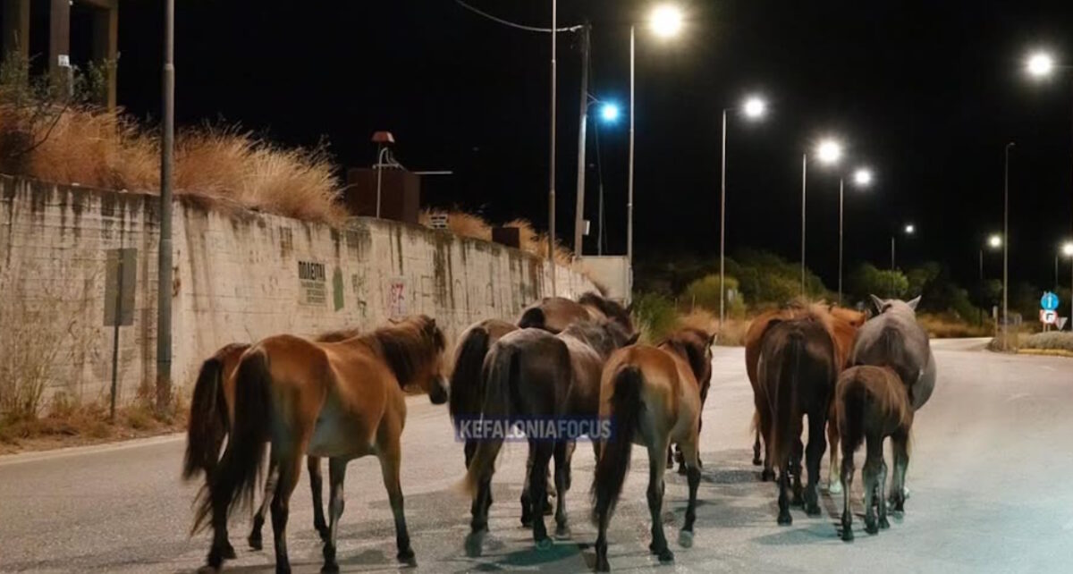 Άλογα κυκλοφορούν στη μέση του δρόμου