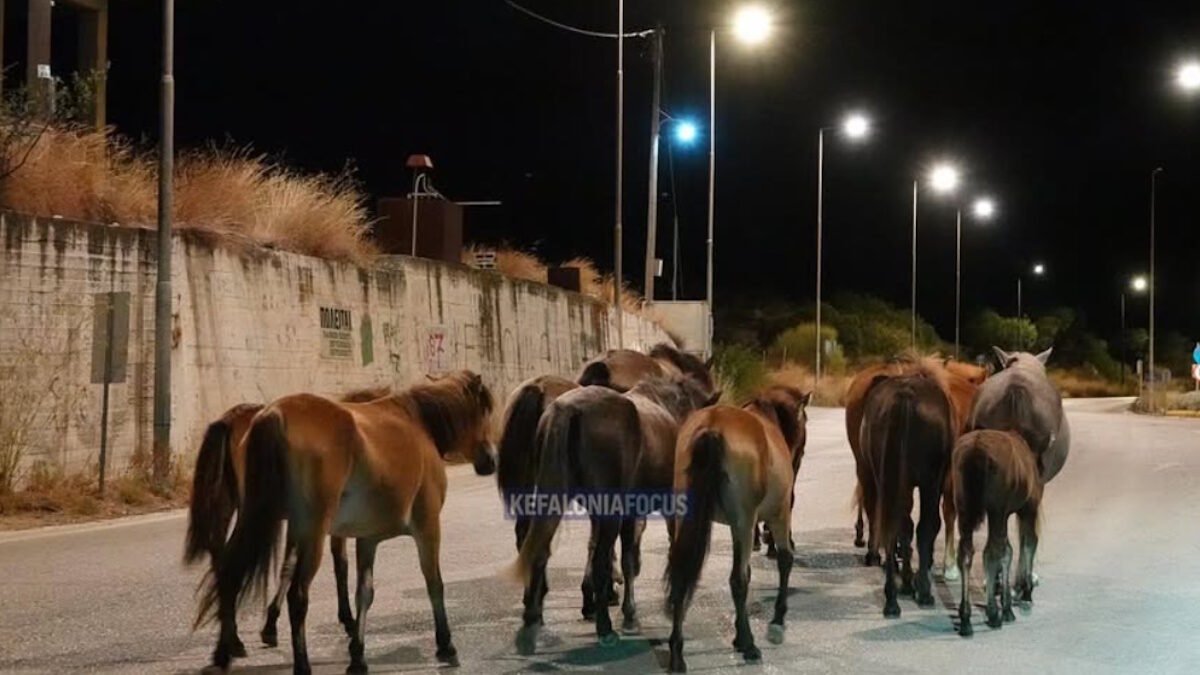 Άλογα κυκλοφορούν στη μέση του δρόμου