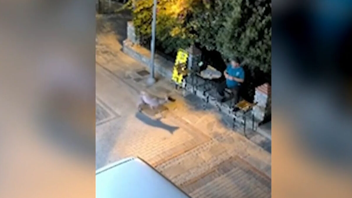 Ο λύκος δίπλα σε κάτοικος στην περιοχή