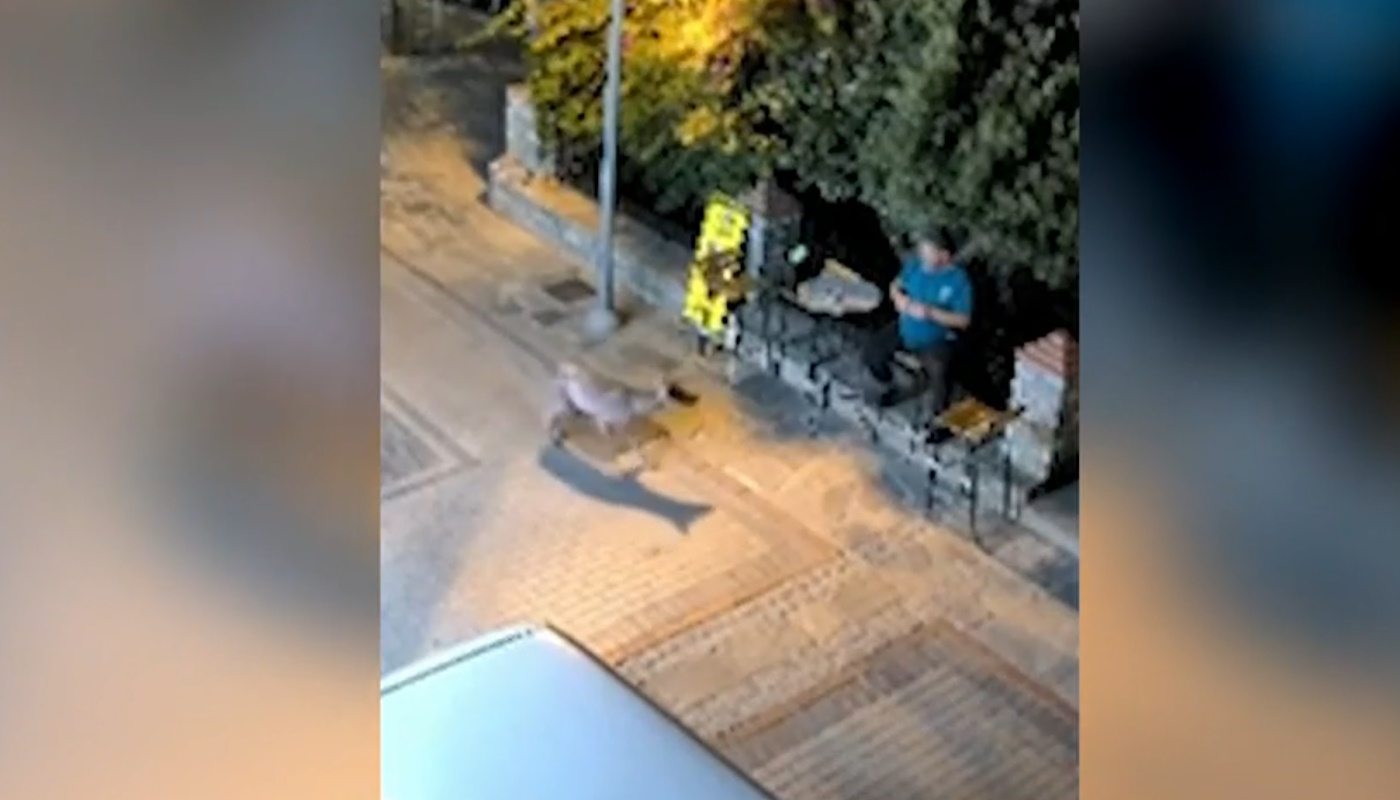 Λύκος «κόβει» βόλτες δίπλα σε κάτοικο στη Νικήτη Χαλκιδικής - Ανησυχία στην τοπική κοινωνία