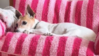 Mιλού