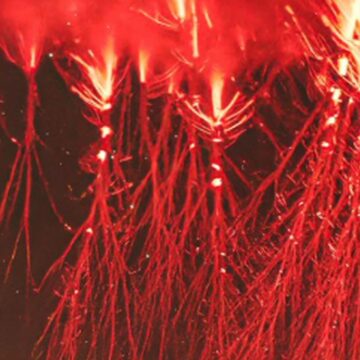 Red Sprites: Σαν εξωγήινα κόκκινα πλοκάμια στον ουρανό – Το απόκοσμο φαινόμενο στη Γαλλία