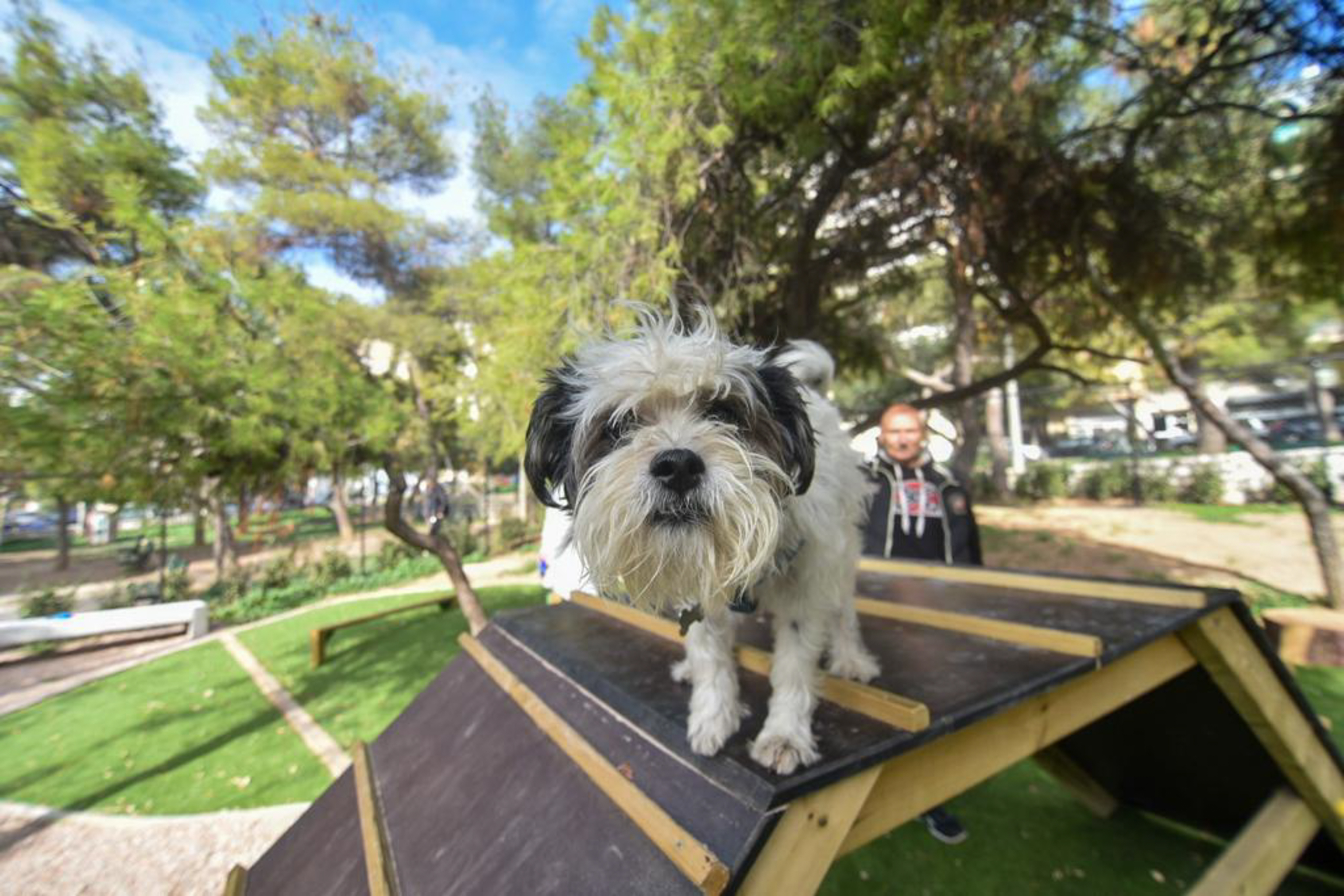 Μαζί και στον θάνατο, στα χνάρια του Χάτσικο: Στη Βενετία τα κατοικίδια θα μπορούν να ενταφιάζονται δίπλα στους κηδεμόνες τους