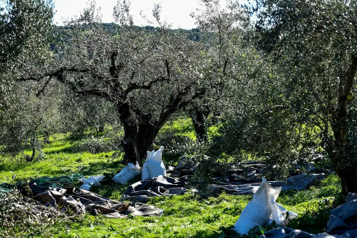 Οι συνέργειες της ελιάς με τη γαστρονομία και τον τουρισμό
