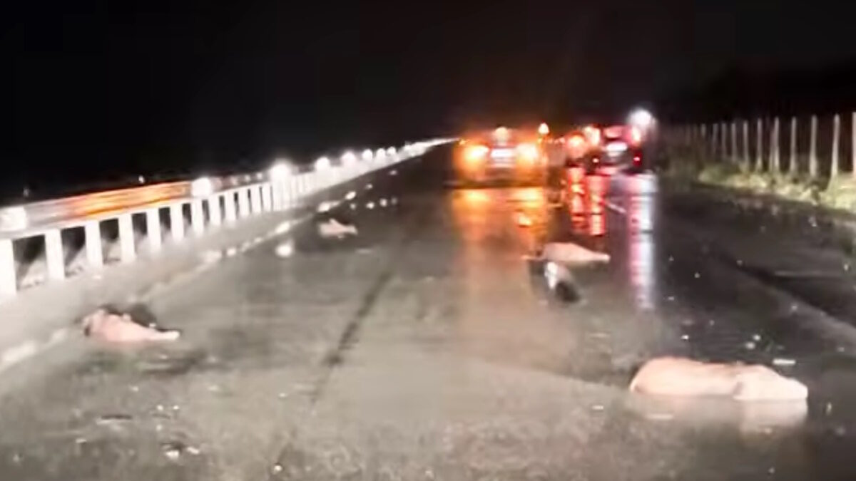 τροχαιο λαρισα αγριογουρουνα