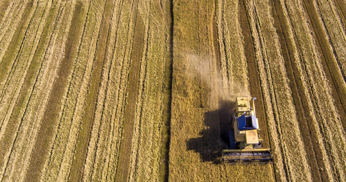Μειώθηκε έως 29% η καλλιέργεια ρυζιού στη Βόρεια Ελλάδα Μειώθηκε έως 29% η καλλιέργεια ρυζιού στη Βόρεια Ελλάδα