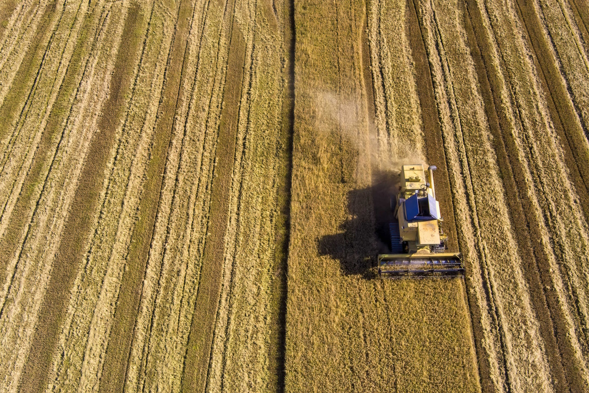 Μειώθηκε έως 29% η καλλιέργεια ρυζιού στη Βόρεια Ελλάδα - Σε 1,7 εκατ. τόνους οι εισαγωγές στην ΕΕ