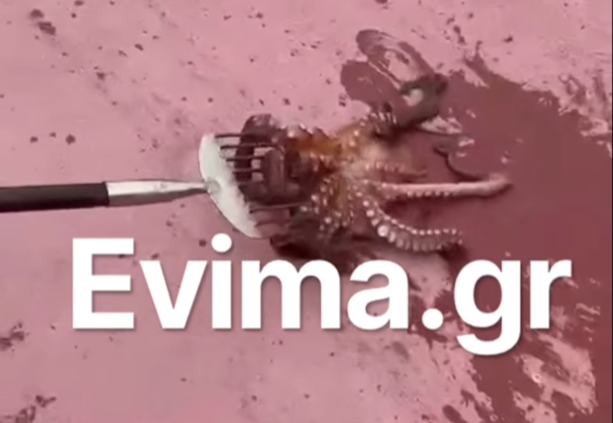 Τεράστιο χταπόδι στην Εύβοια